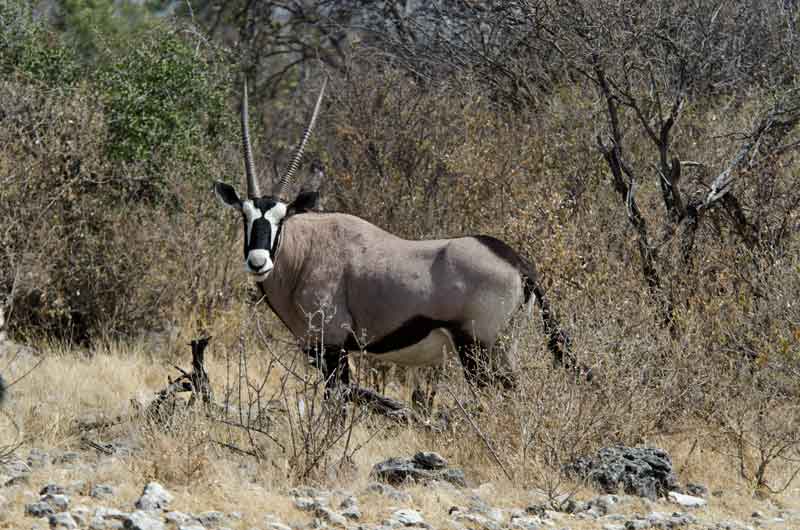 175 - Namibia - antilope Orix - parque nacional de Etosha